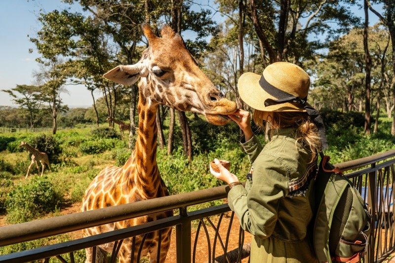 Nairobi Giraffe Centre